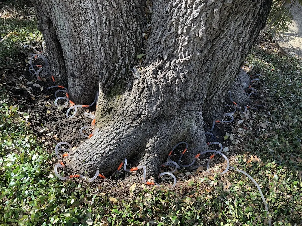 Detailed Tree Cabling and Bracing job site in Newfolden