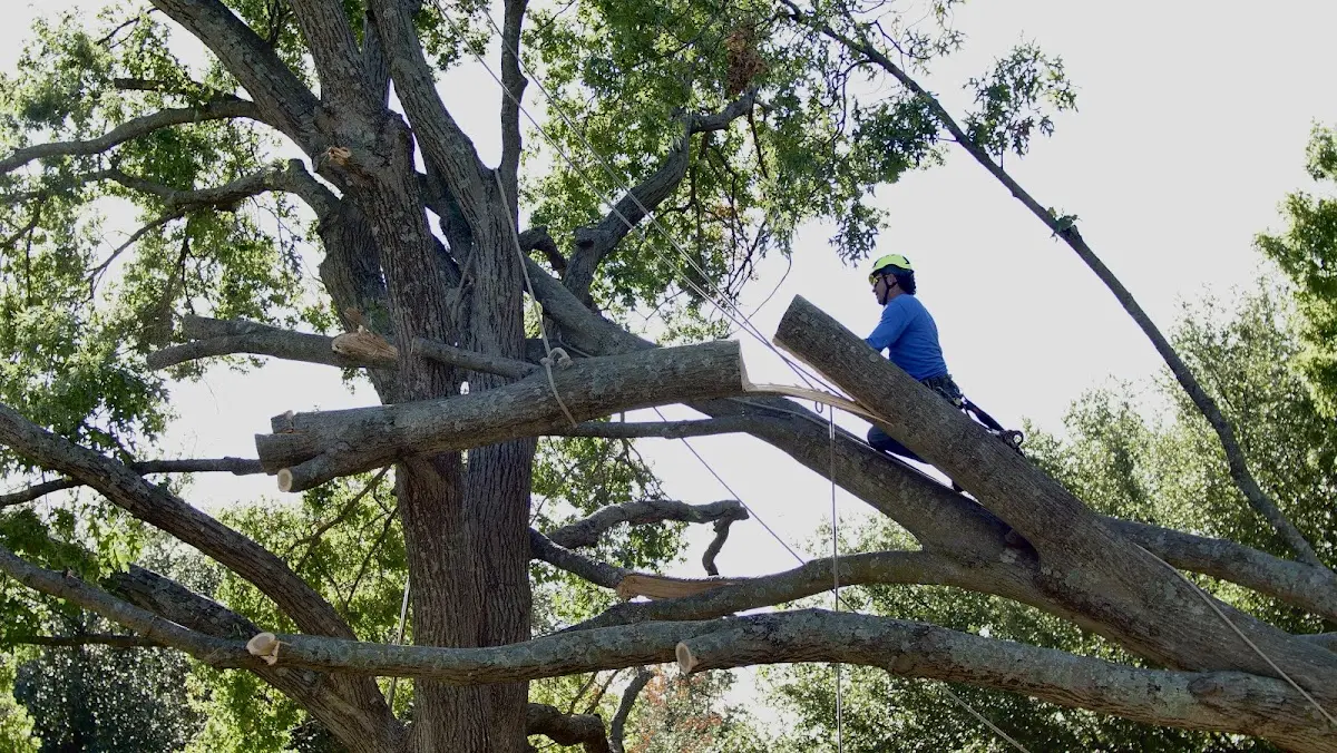 Professional Crown Thinning performed by certified arborists in Newfolden